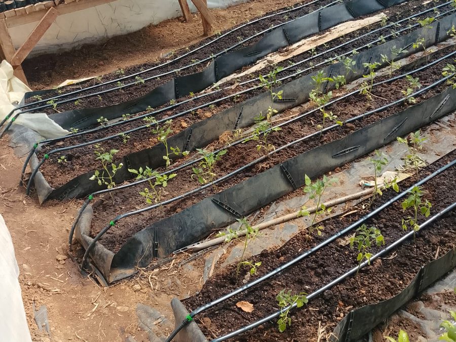 Seedling trays inside the HOCS greenhouse