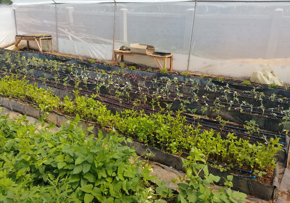 Rows of vegetable seedlings inside the HOCS greenhouse